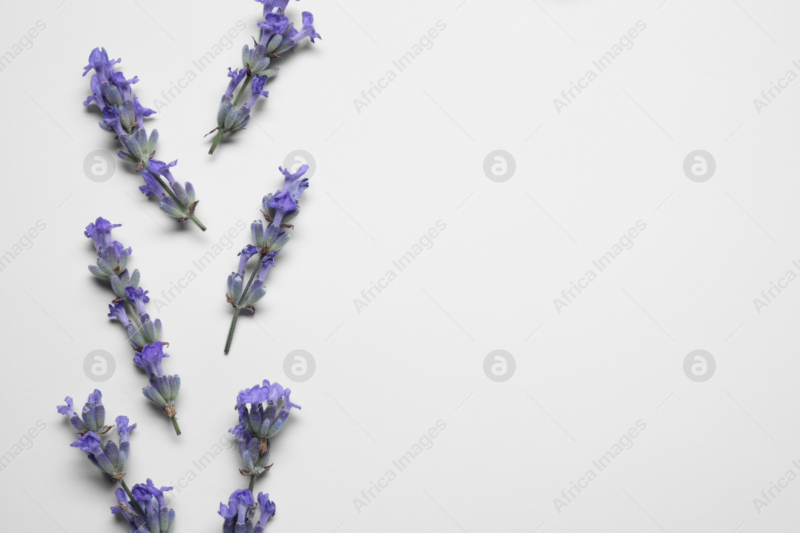 Photo of Beautiful aromatic lavender flowers on white background, flat lay. Space for text