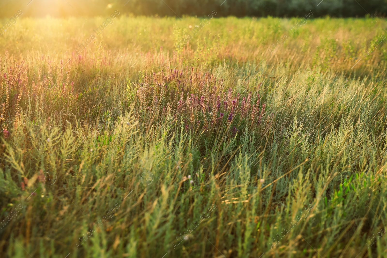 Photo of Beautiful field with wild flowers in morning