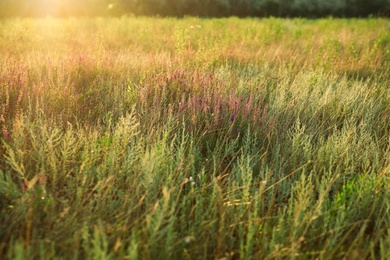 Beautiful field with wild flowers in morning