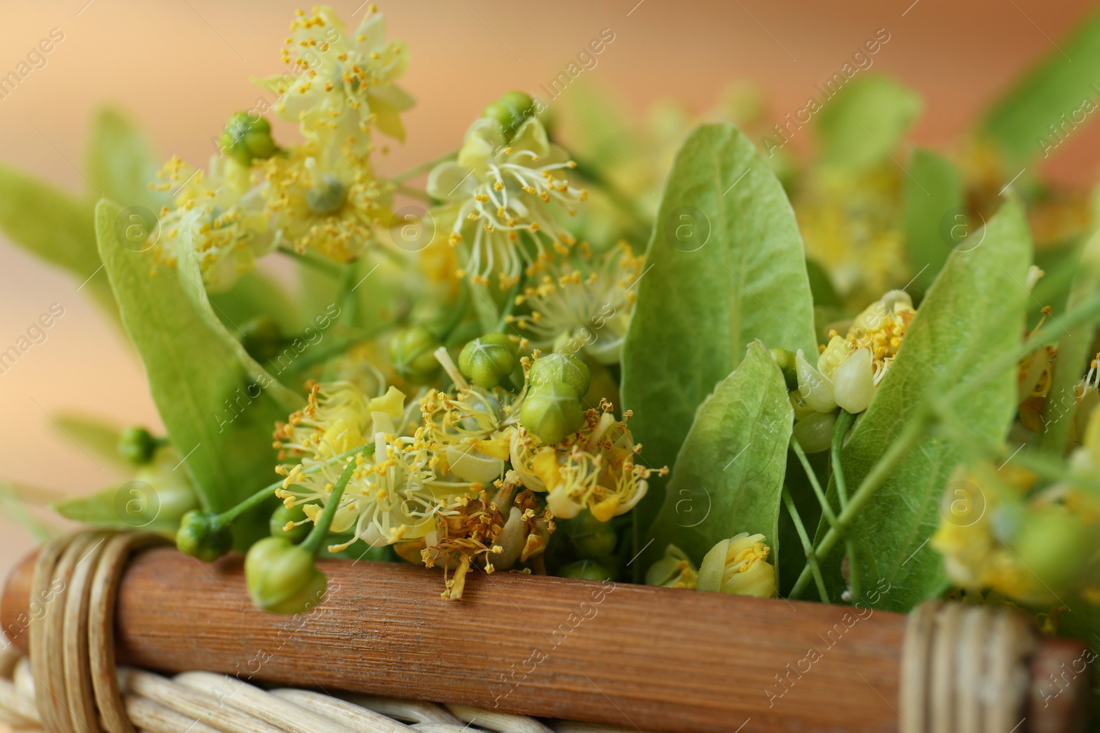 Photo of Beautiful linden blossoms and green leaves in basket, closeup
