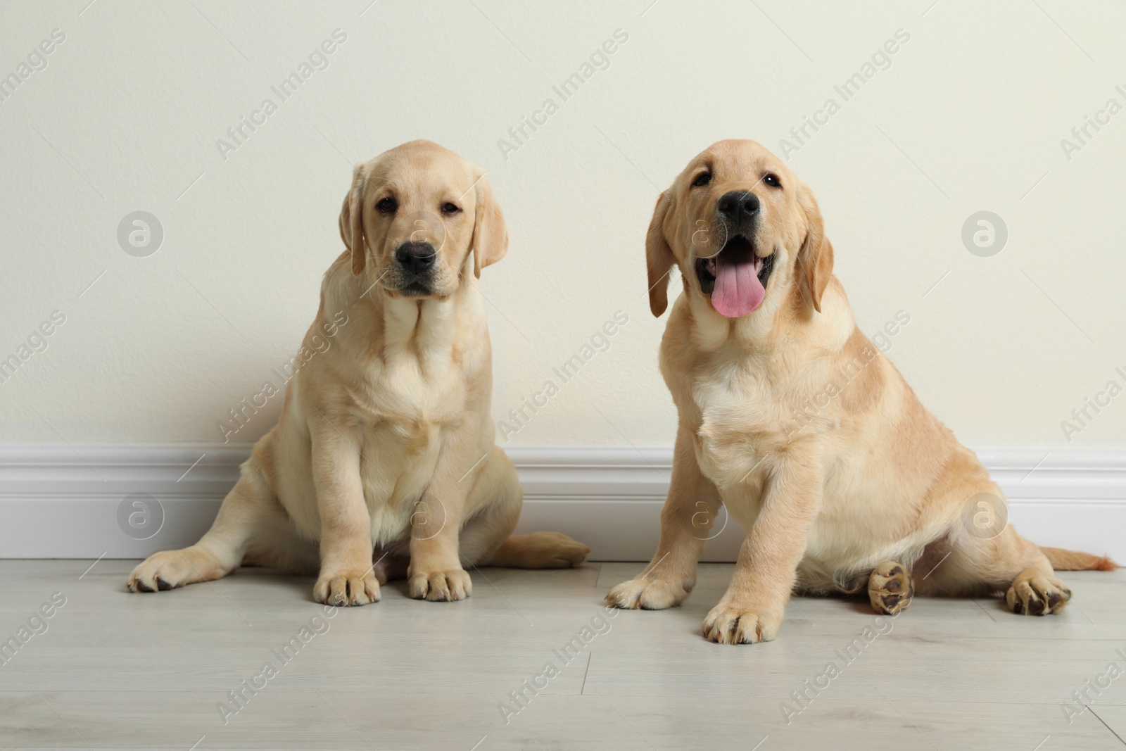 Photo of Cute yellow labrador retriever puppies on floor indoors