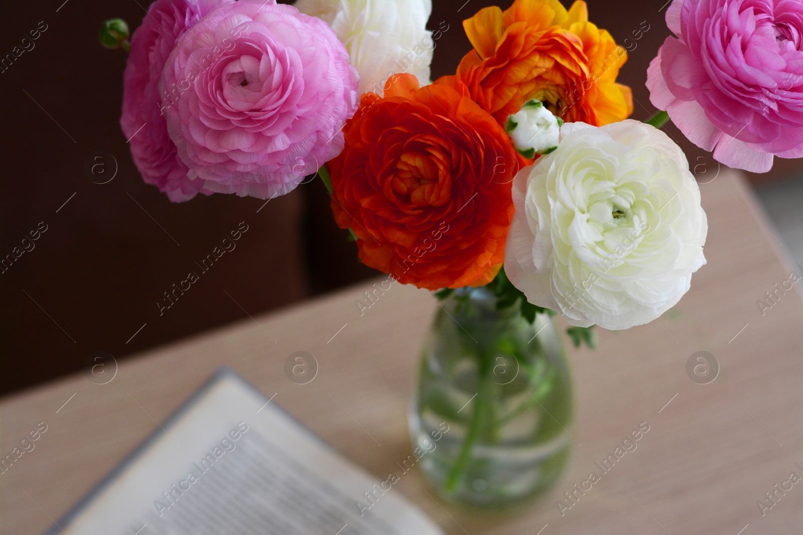 Photo of Bouquet of beautiful ranunculus flowers in vase on table indoors, closeup. Space for text