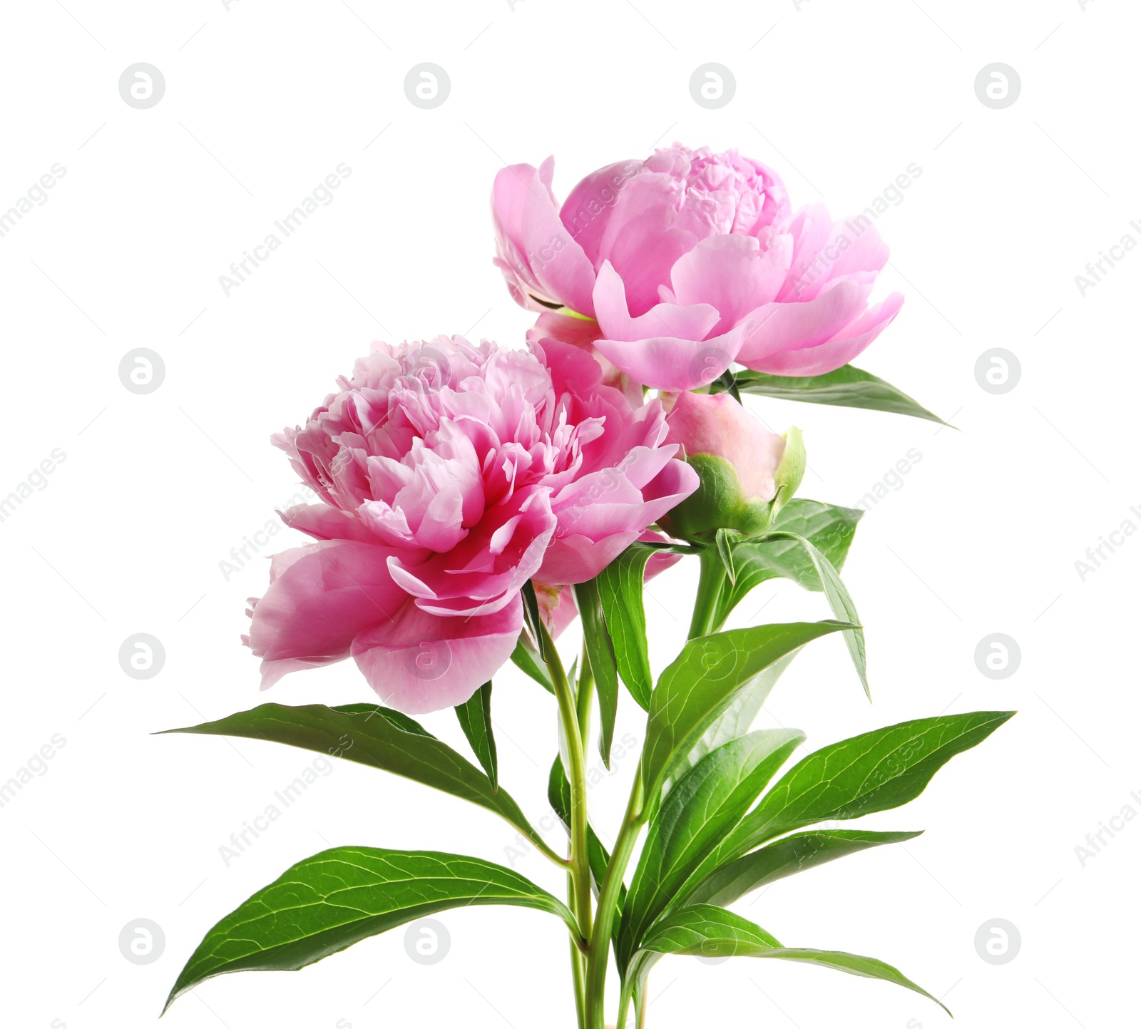 Photo of Beautiful fragrant peony flowers on white background