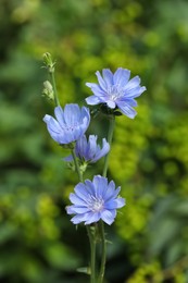 Photo of Beautiful blooming chicory flowers growing outdoors, closeup