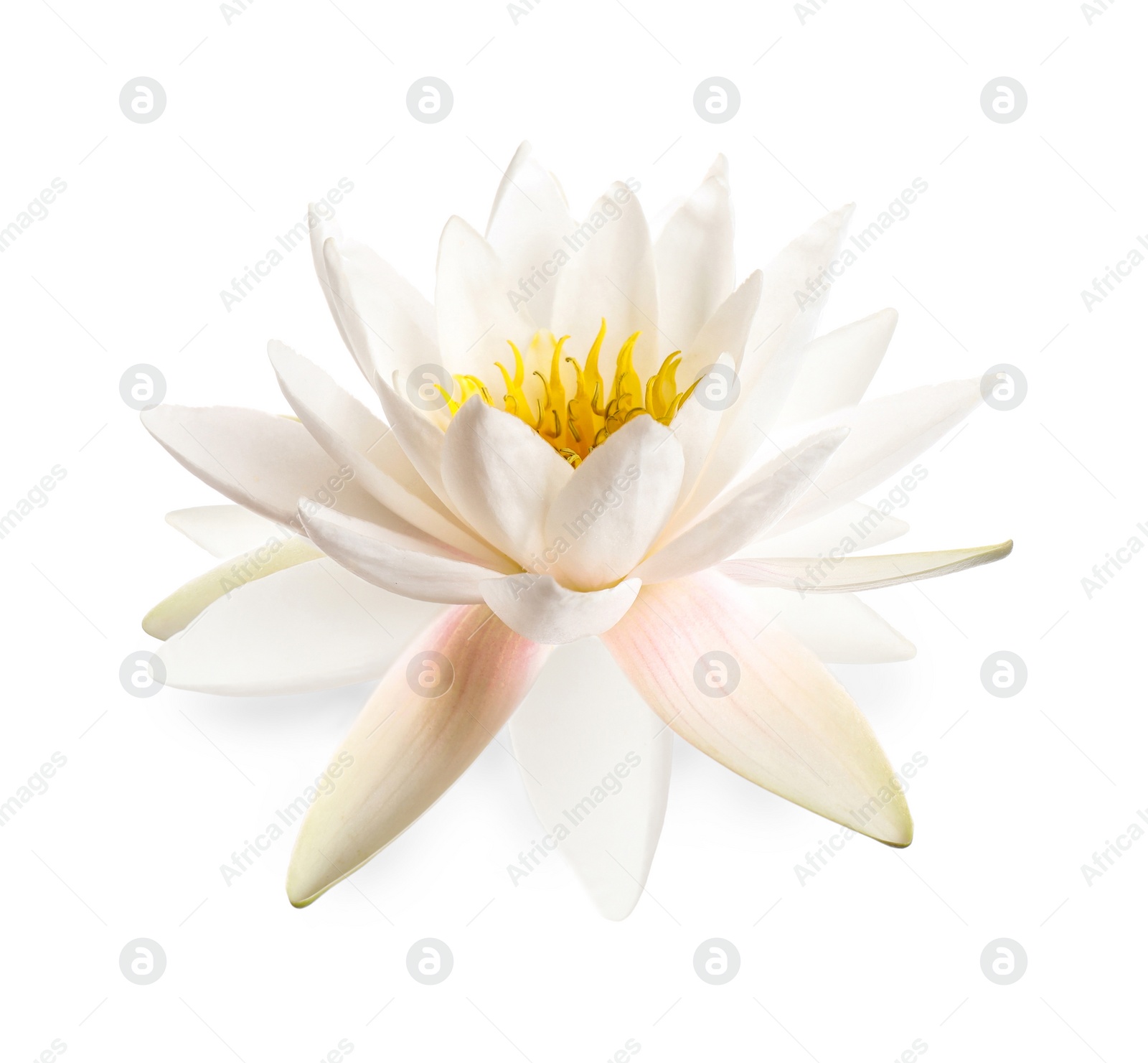 Image of Beautiful blooming lotus flower isolated on white