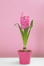 Photo of Beautiful spring hyacinth flower on table against color background