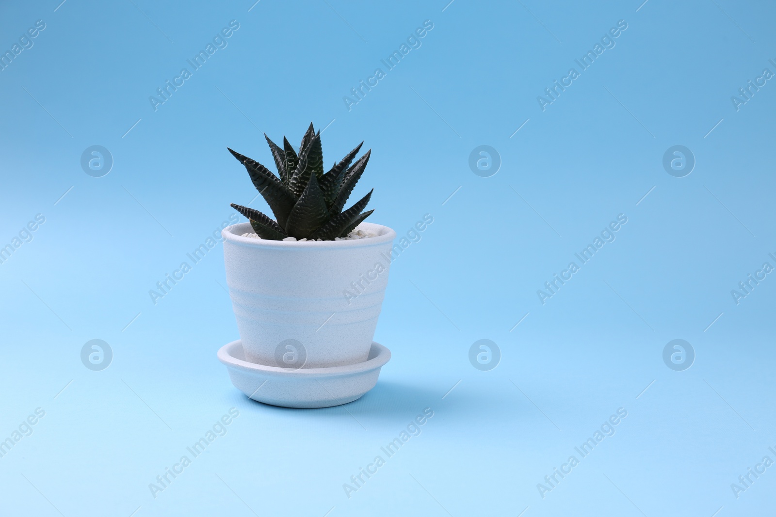 Photo of Beautiful succulent plant in pot on light blue background, space for text