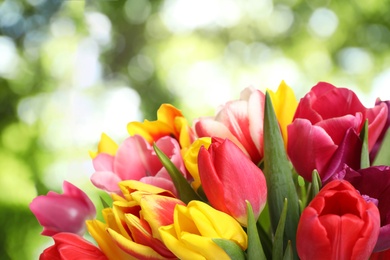 Beautiful bright spring tulips on blurred green background