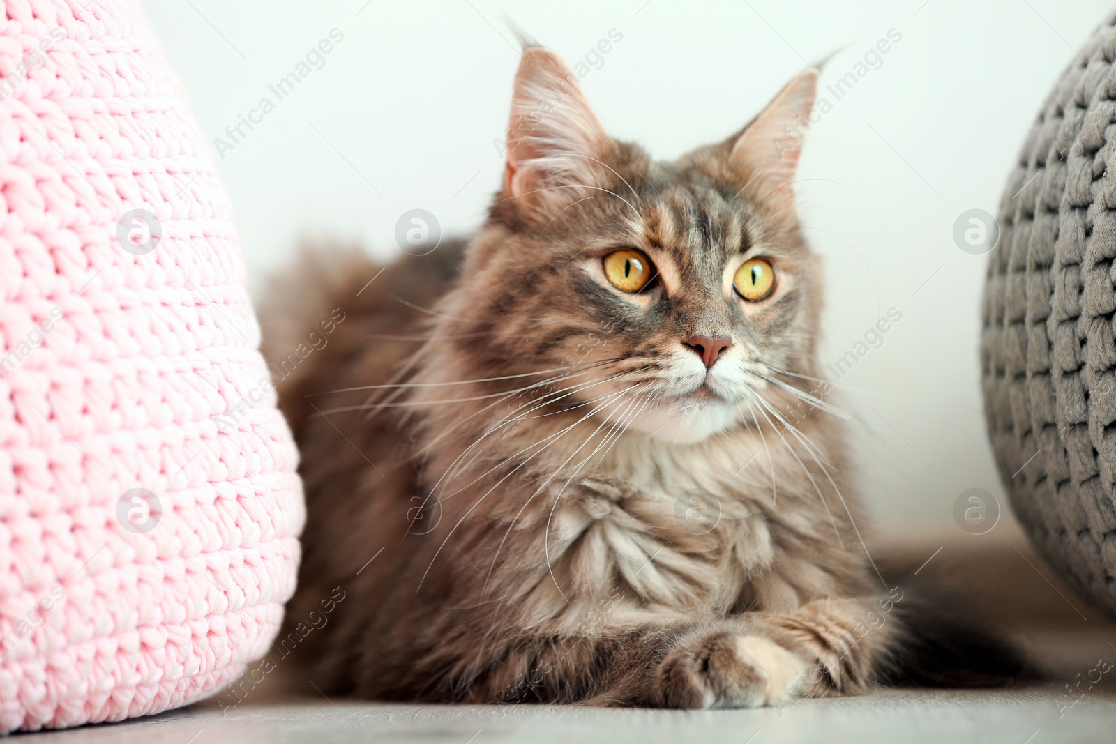 Photo of Adorable Maine Coon cat near poufs on floor at home