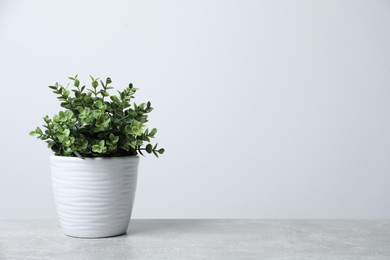 Photo of Aromatic green potted oregano on light grey table, space for text