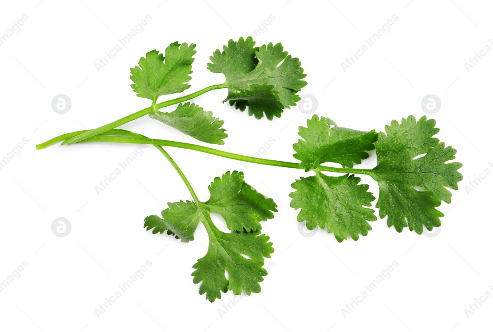 Photo of Fresh green coriander leaves on white background, top view