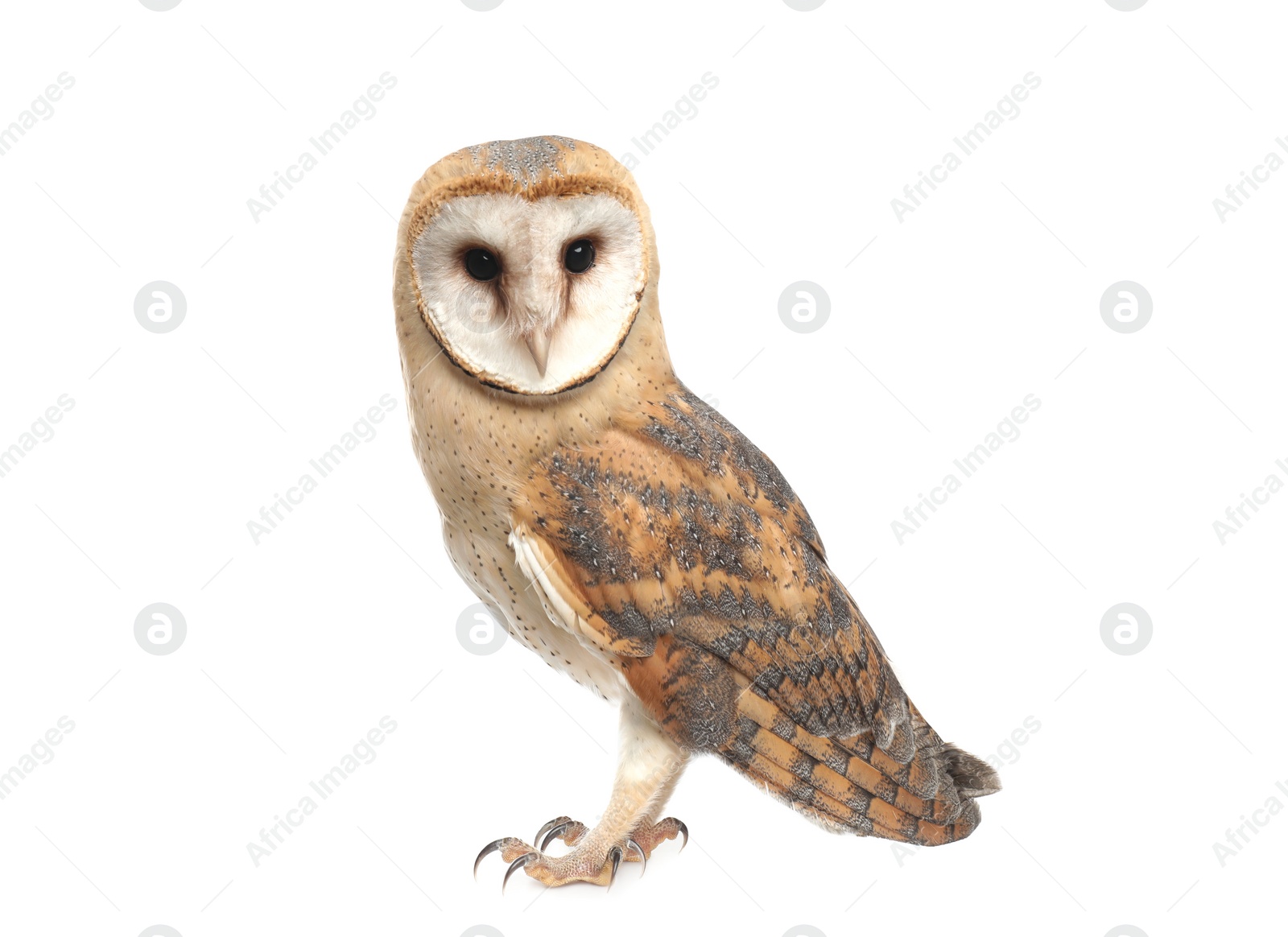Photo of Beautiful common barn owl on white background