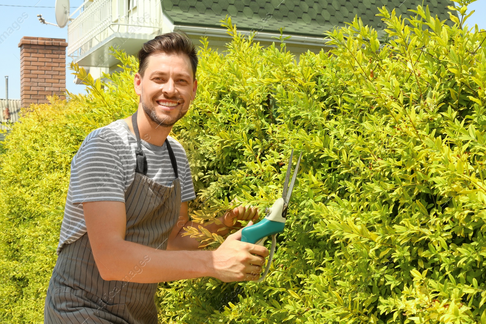 Photo of Man trimming bushes in garden on sunny day