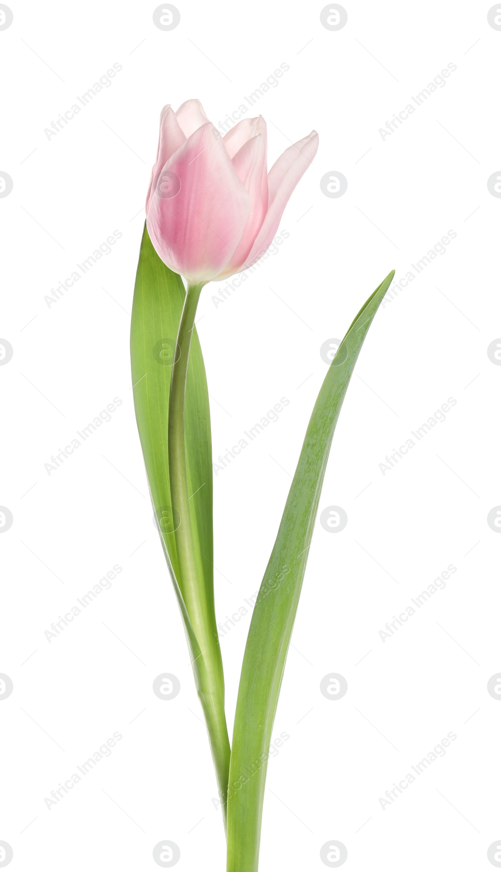 Photo of Beautiful pink spring tulip on white background