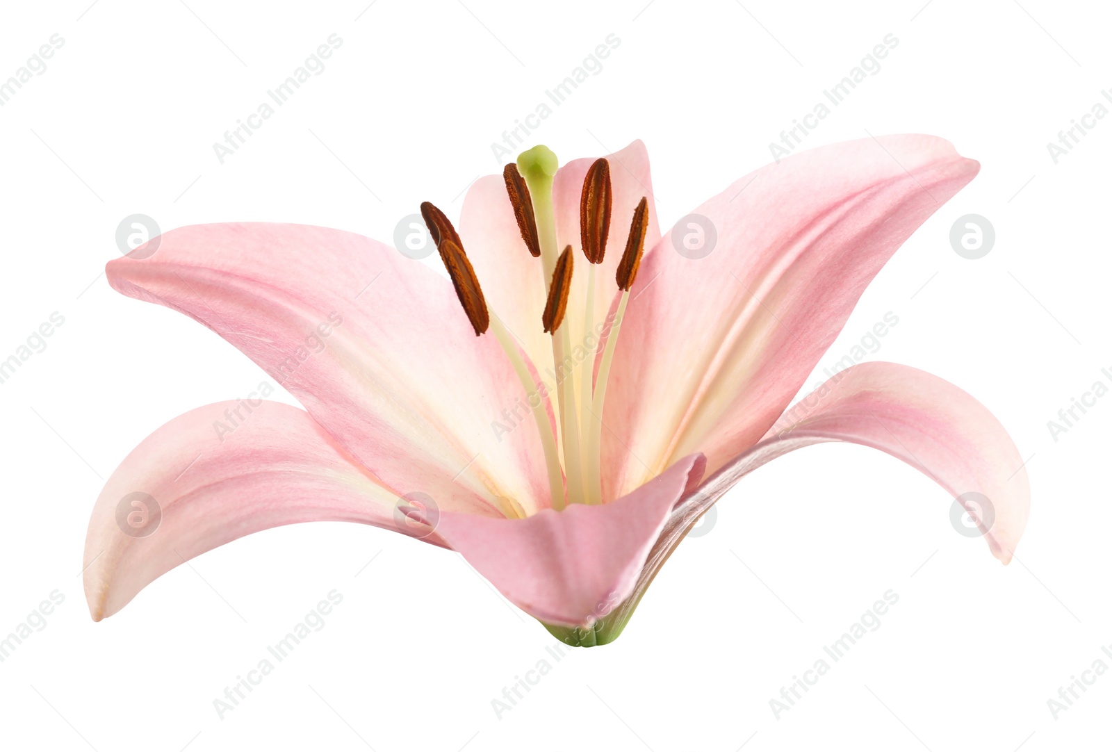 Image of Beautiful blooming pink lily flower isolated on white