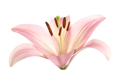 Image of Beautiful blooming pink lily flower isolated on white