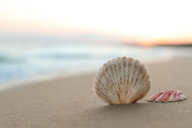 Beautiful seashells on sandy beach at sunrise, closeup. Space for text