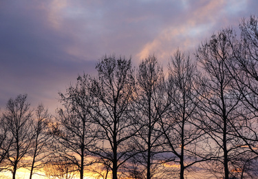 Silhouettes of trees outdoors in evening. Beautiful twilight sky