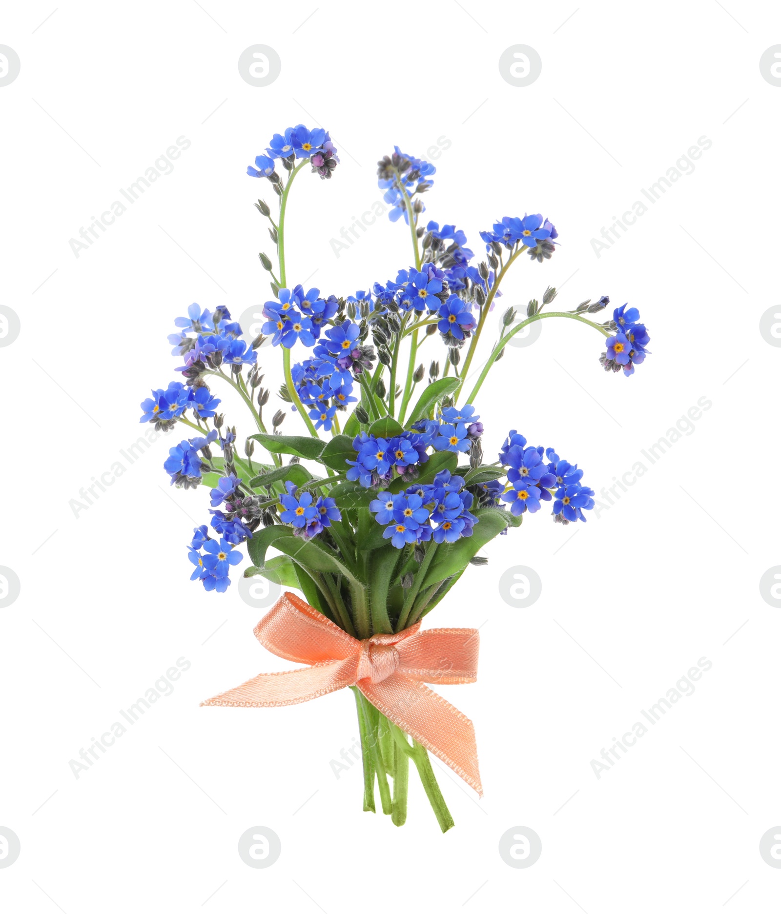 Photo of Bouquet of beautiful blue Forget-me-not flowers on white background