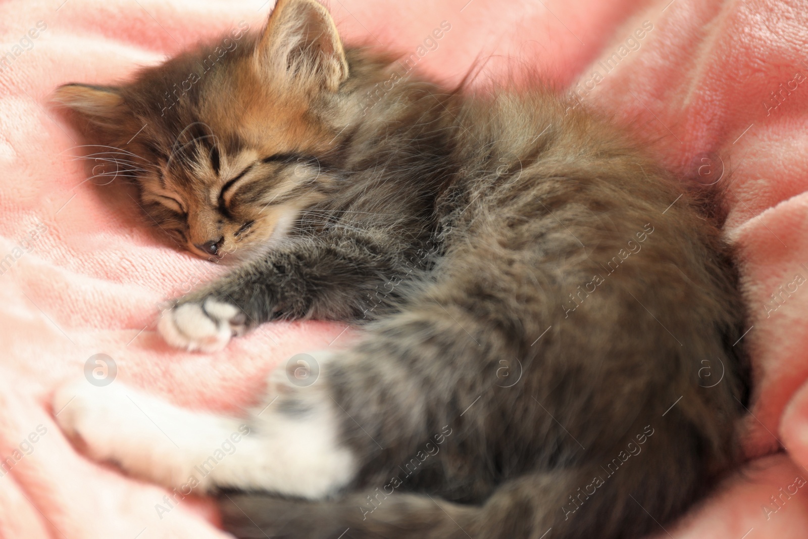 Photo of Cute little striped kitten on pink blanket, closeup view