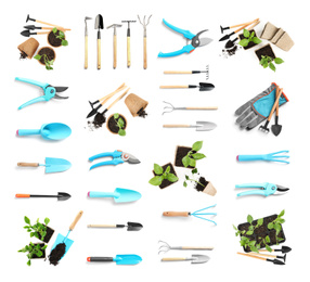 Image of Set of gardening tools and vegetable seedlings on white background, top view