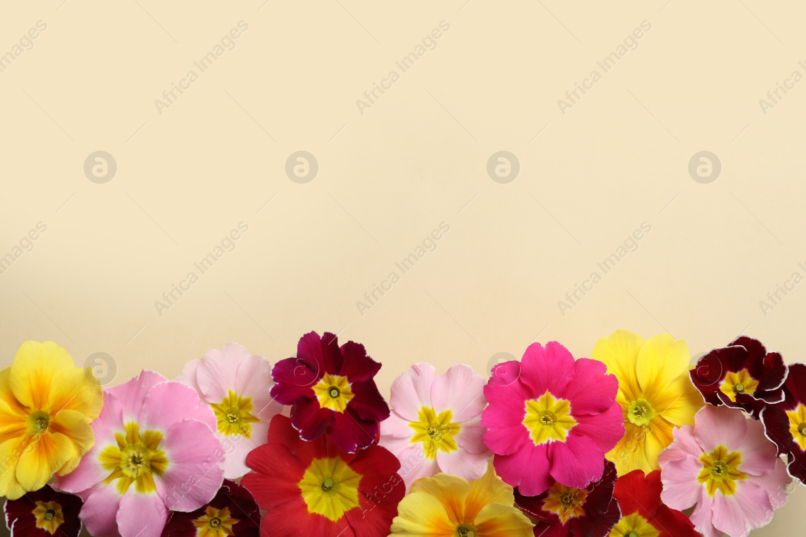 Photo of Primrose Primula Vulgaris flowers on beige background, flat lay with space for text. Spring season