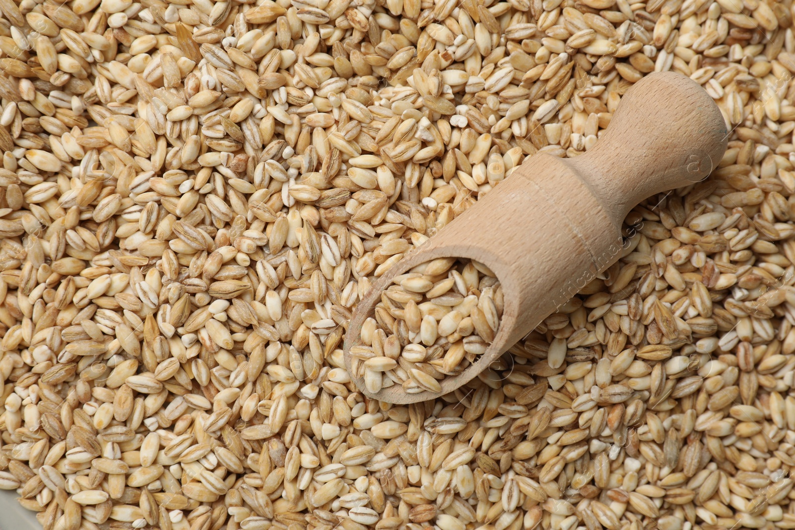 Photo of Wooden scoop with raw pearl barley, top view. Space for text