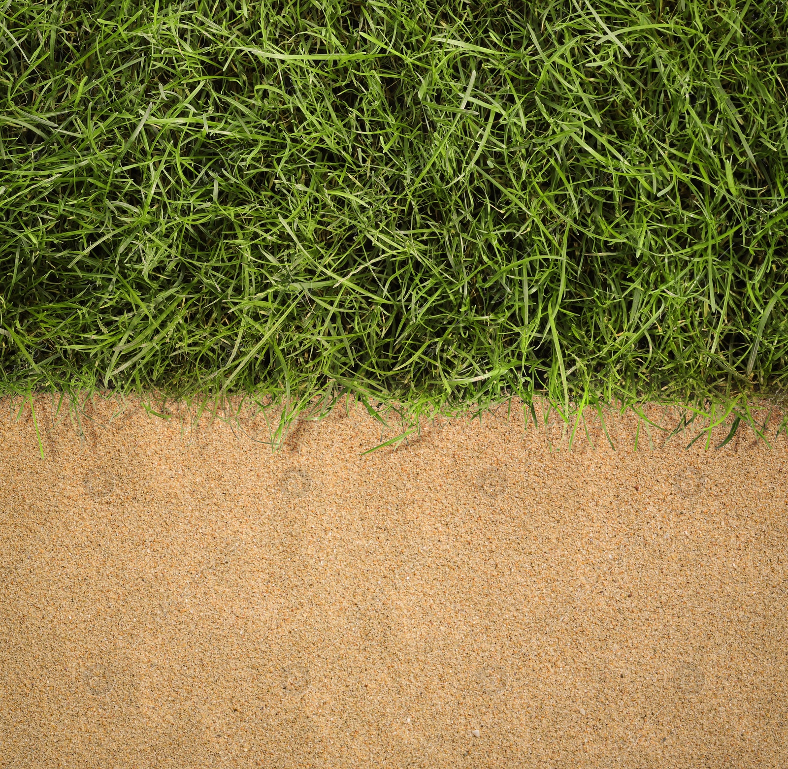 Image of Fresh green grass and sand outdoors, top view