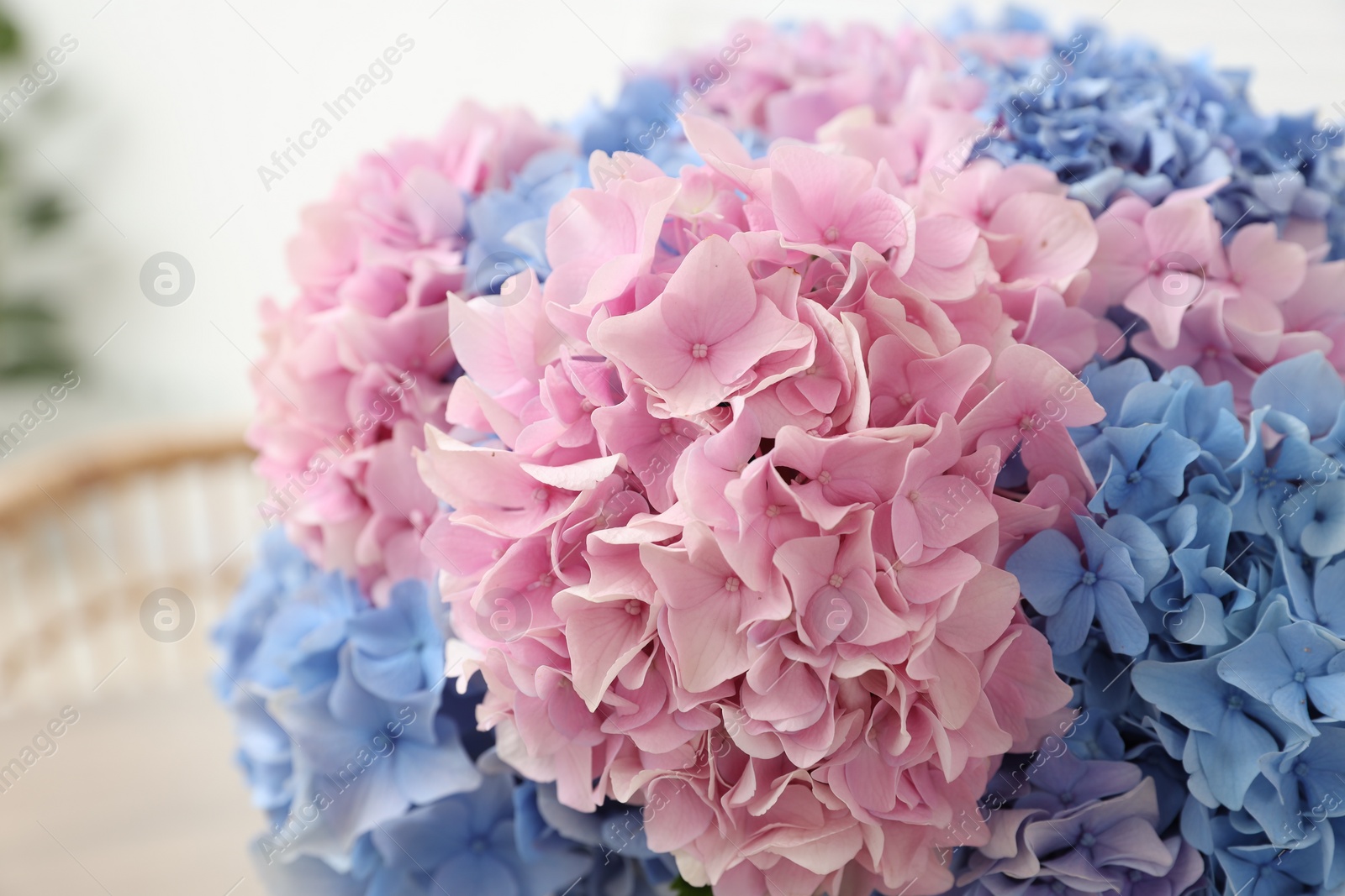 Photo of Beautiful light blue and pink hydrangea flowers, closeup