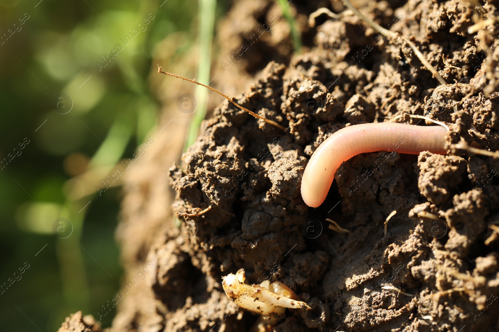 Photo of One worm crawling in wet soil on sunny day, closeup. Space for text