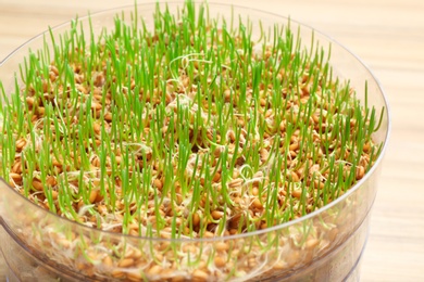 Fresh wheat grass in sprouter on table, closeup