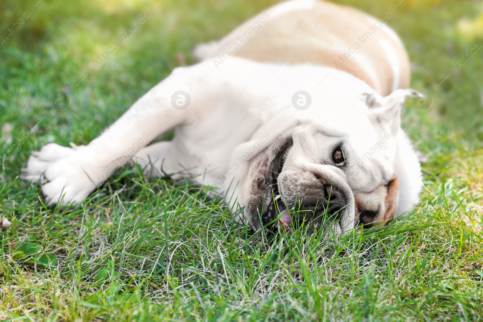 Photo of Funny English bulldog on green grass in park