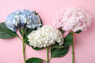 Beautiful hydrangea flowers on pink background, top view