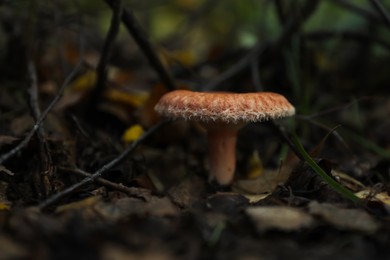 Fresh wild mushroom growing in forest, closeup. Space for text