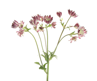 Beautiful fresh pink astrantia flowers isolated on white