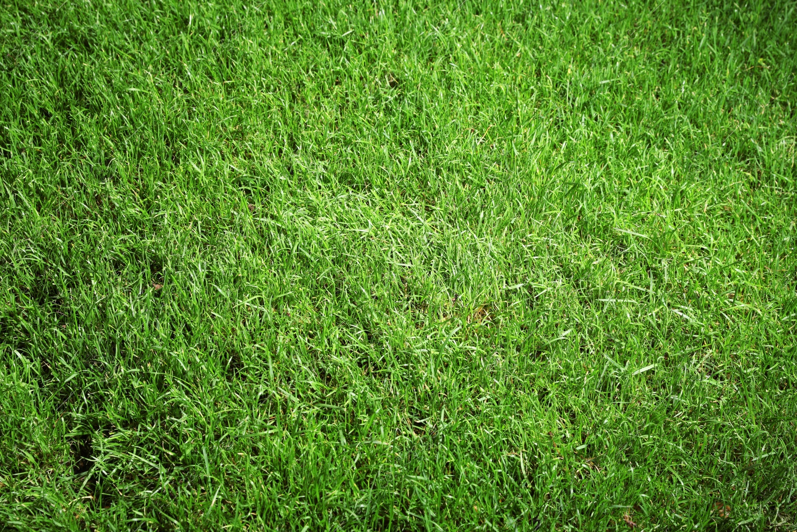 Photo of Green lawn with fresh grass as background, closeup