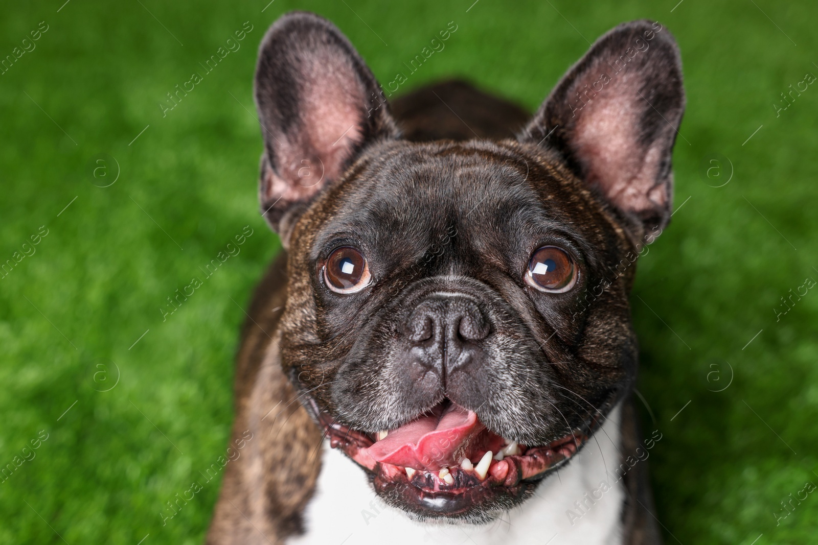 Photo of Adorable French Bulldog on green background. Lovely pet