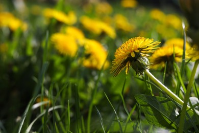 Beautiful bright yellow dandelions in green grass on sunny day, closeup. Space for text