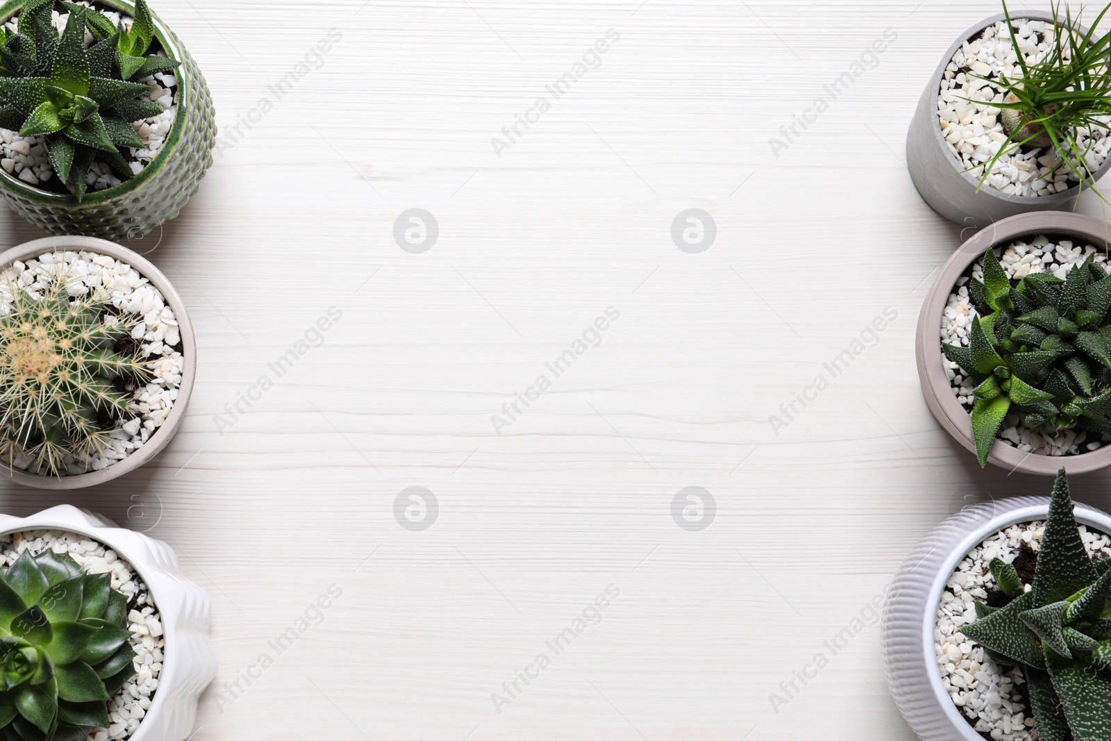 Photo of Different house plants in pots on white wooden table, flat lay. Space for text.