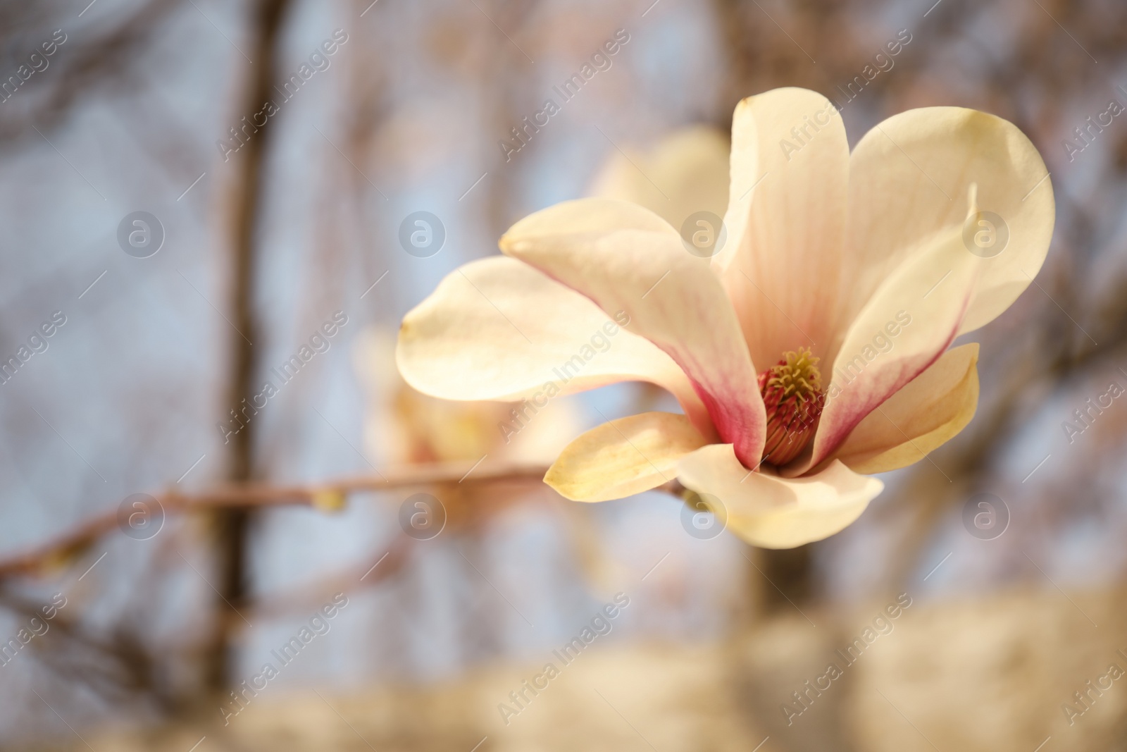 Photo of Closeup view of blossoming magnolia tree outdoors on spring day