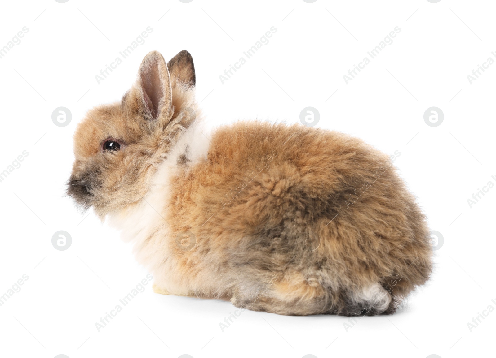 Photo of Cute little rabbit on white background. Adorable pet