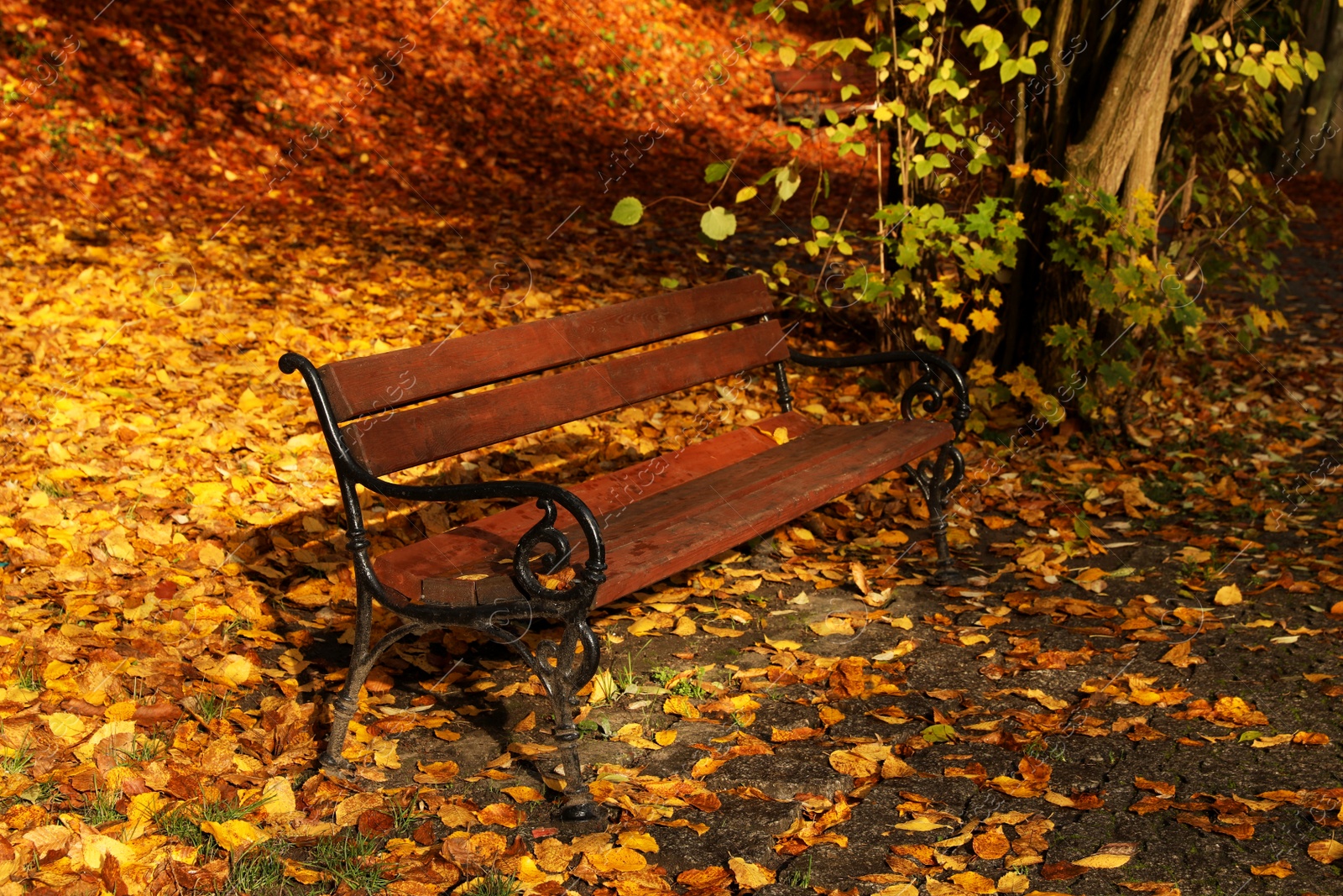 Photo of Wooden bench and fallen yellowed leaves in park