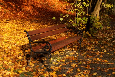 Wooden bench and fallen yellowed leaves in park