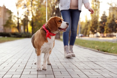 Woman walking her cute Beagle dog in autumn park, closeup