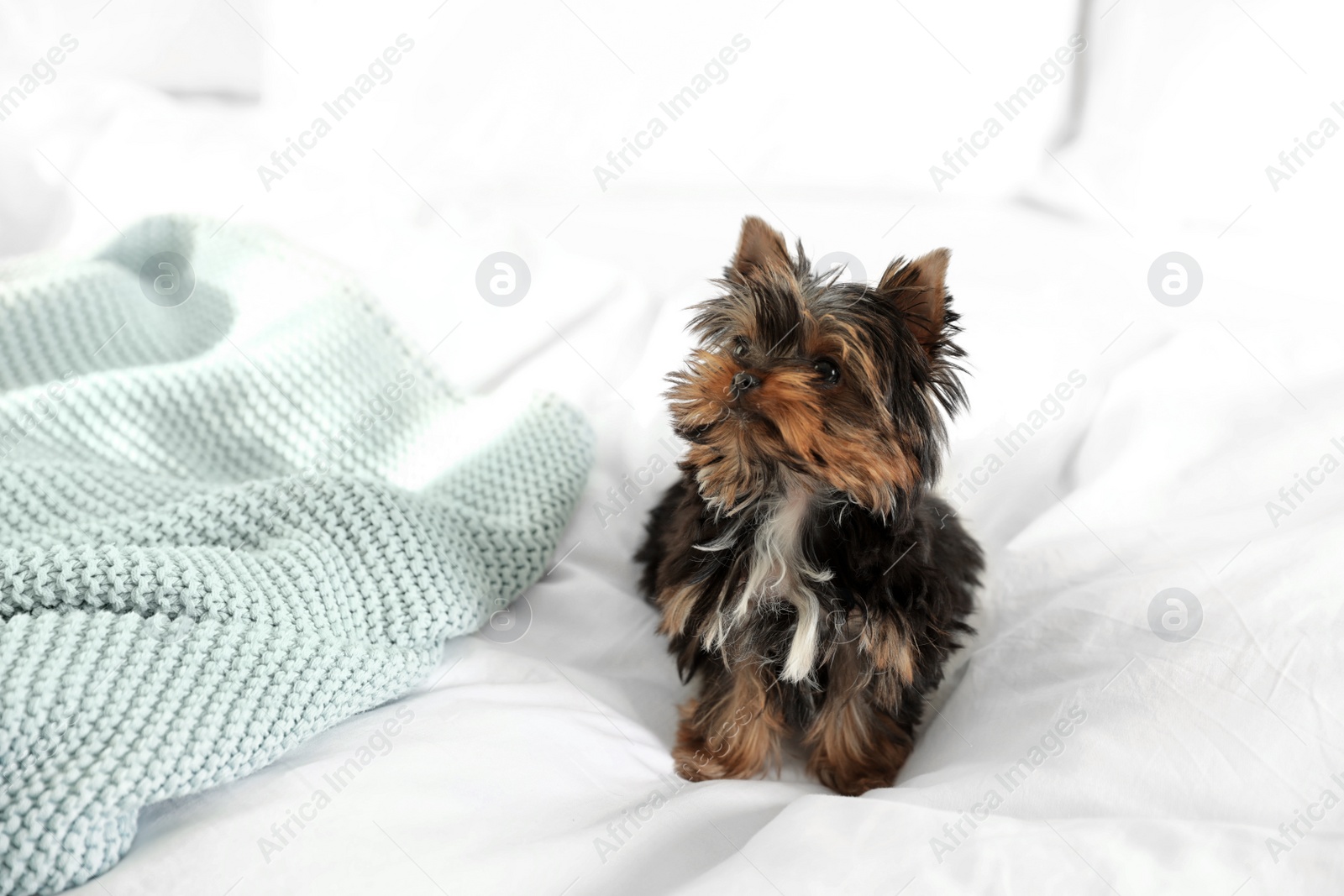 Photo of Cute Yorkshire terrier puppy on bed, space for text. Happy dog