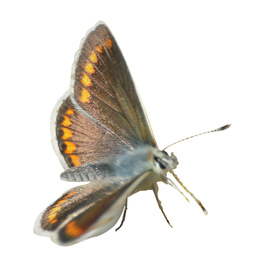 Beautiful bright butterfly flying on white background