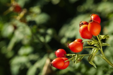 Photo of Ripe rose hip berries outdoors on sunny day, closeup