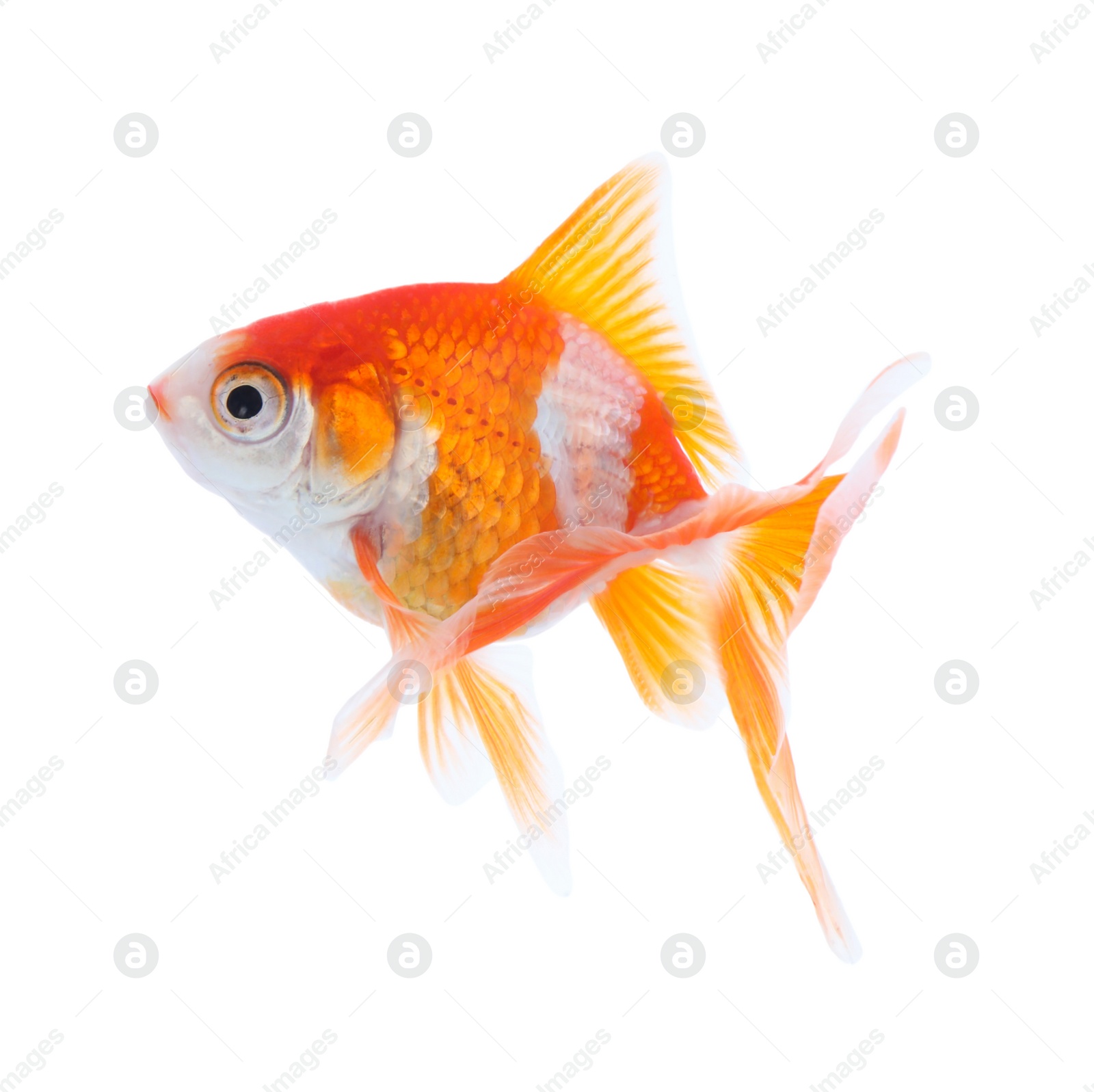 Photo of Beautiful bright small goldfish isolated on white