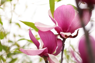 Photo of Closeup view of beautiful blooming magnolia tree outdoors