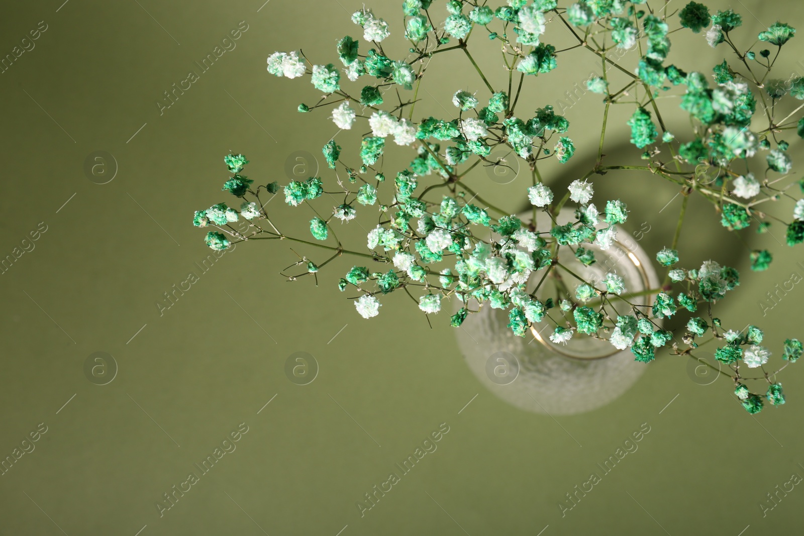 Photo of Beautiful gypsophila flowers in vase on green background, top view. Space for text